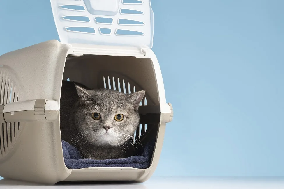 Cat Litter Box Furniture 2023: Top 10 Best Options with Pros and Cons
