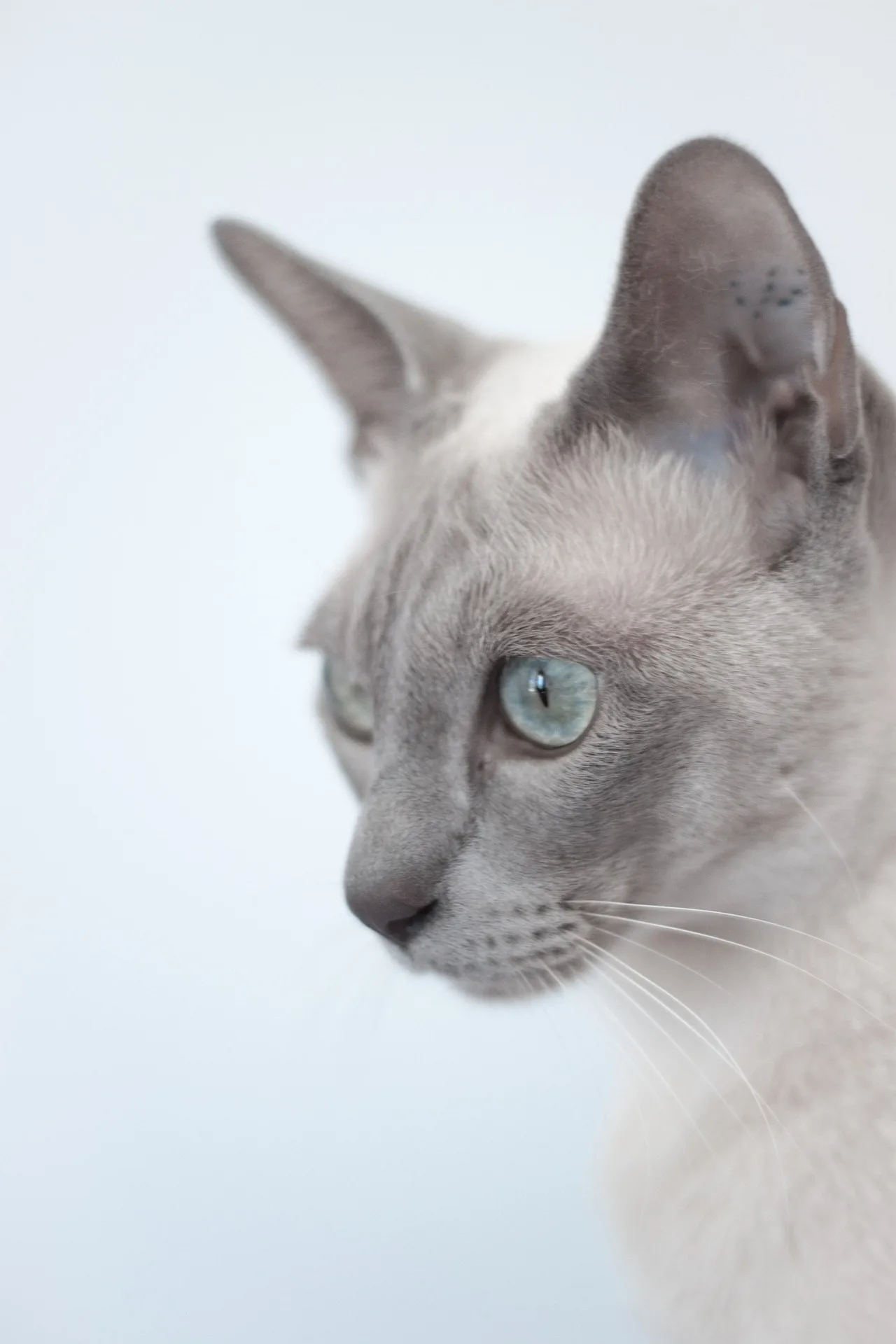 Tonkinese: Cutest Cat in the World