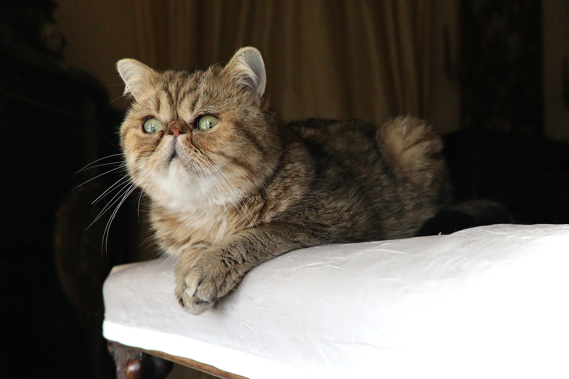 Exotic Shorthair: Cutest Cat in the World