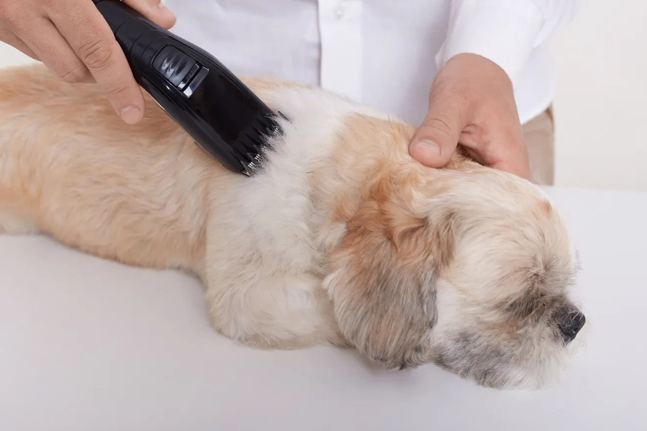 types of Pet Hair Removers