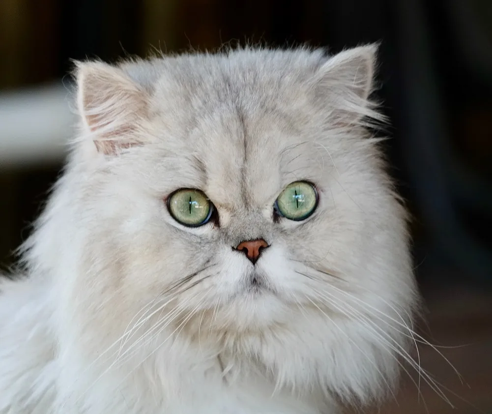Persian Cat: Top 20 Cutest Cats in the World