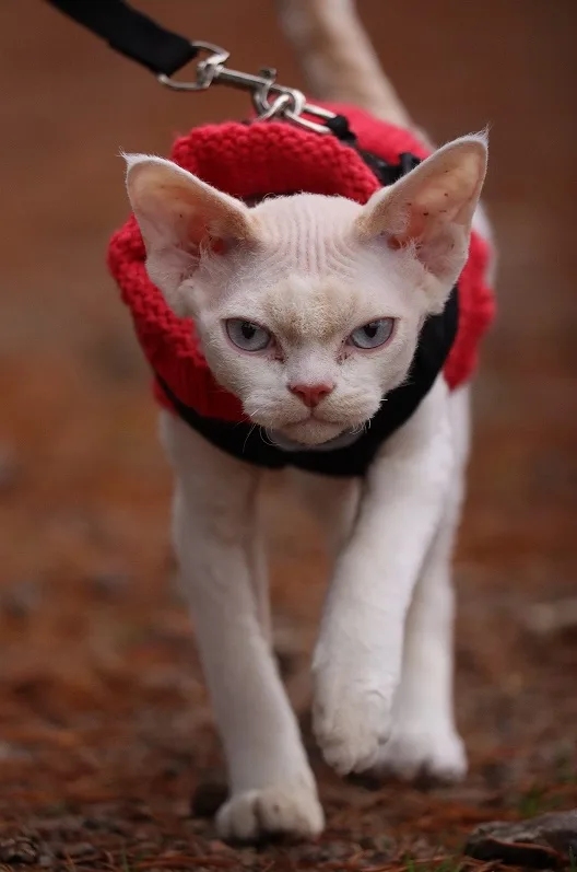 Devon Rex: cutest cat in the world