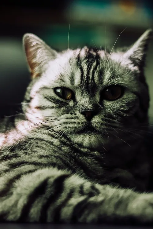 American Shorthair: Cutest Cat in the World