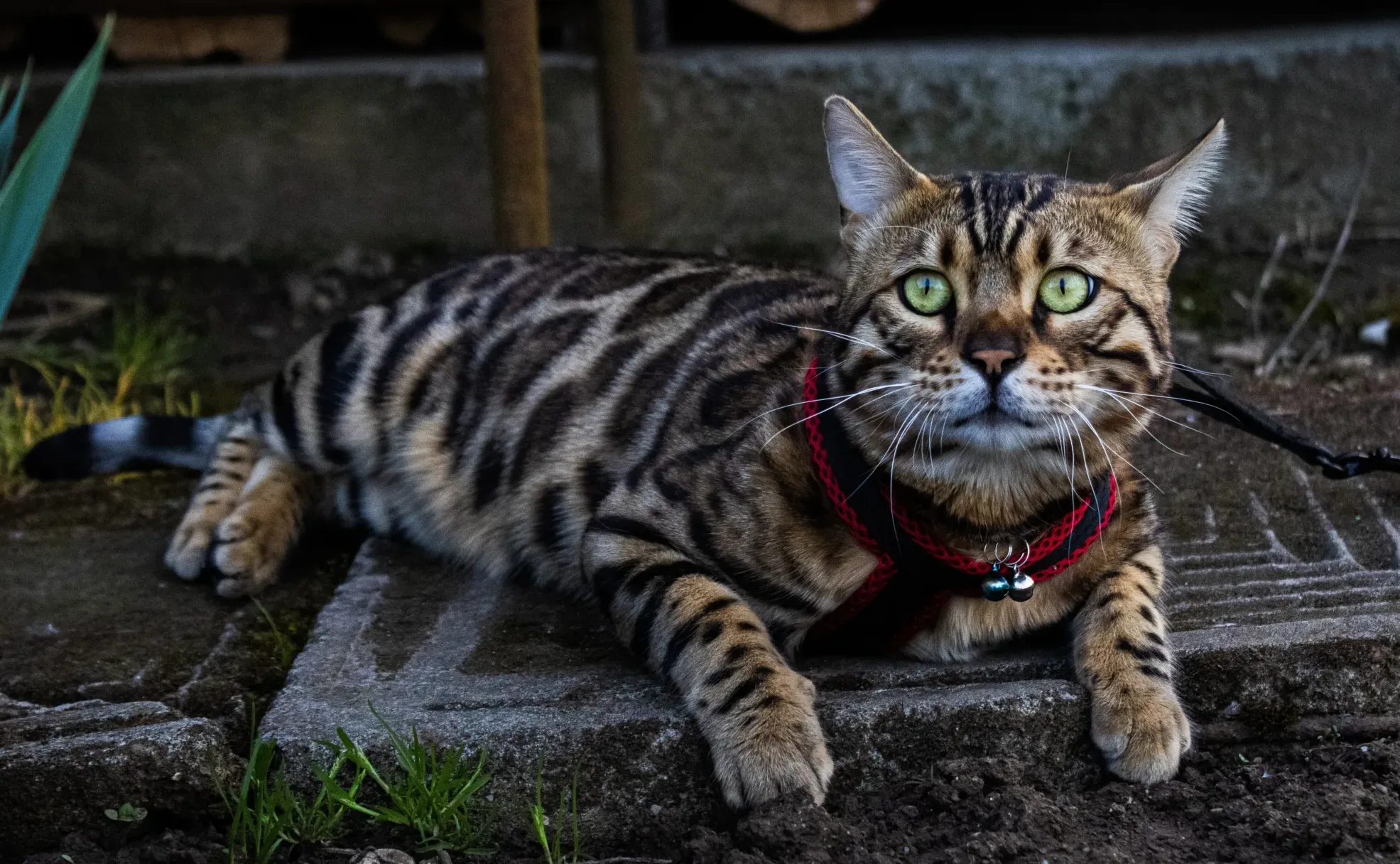 Bengal Cat: Cutest Cat