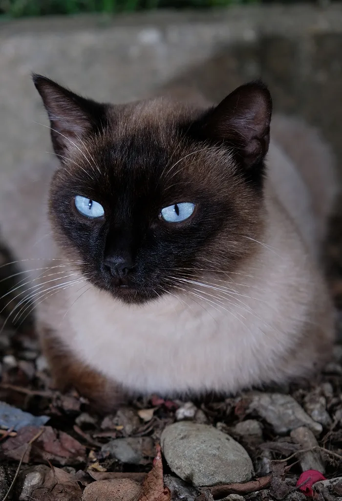 Siamese: Top 20 Cutest Cat in the World
