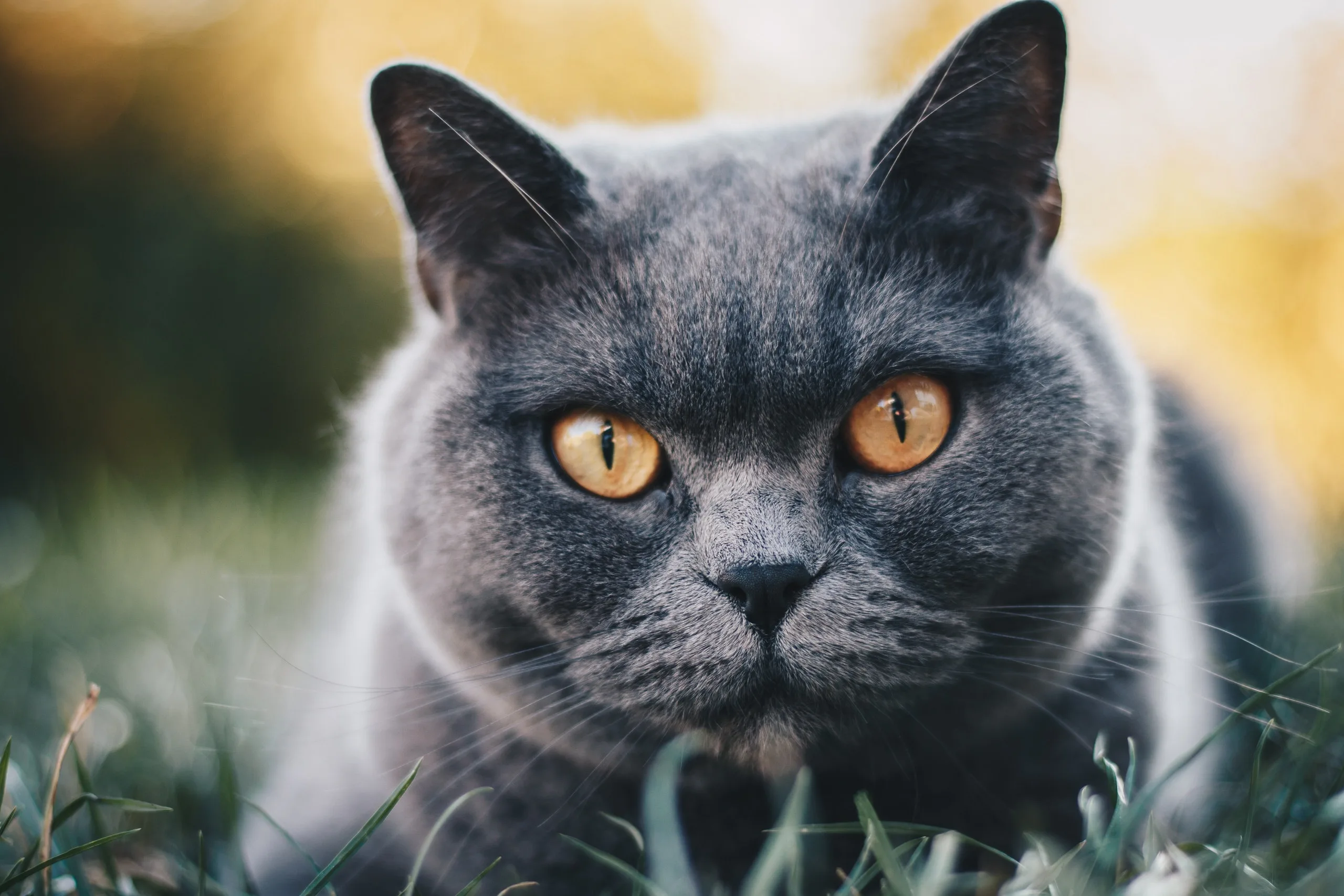 British Shorthair: cutest cat in the world