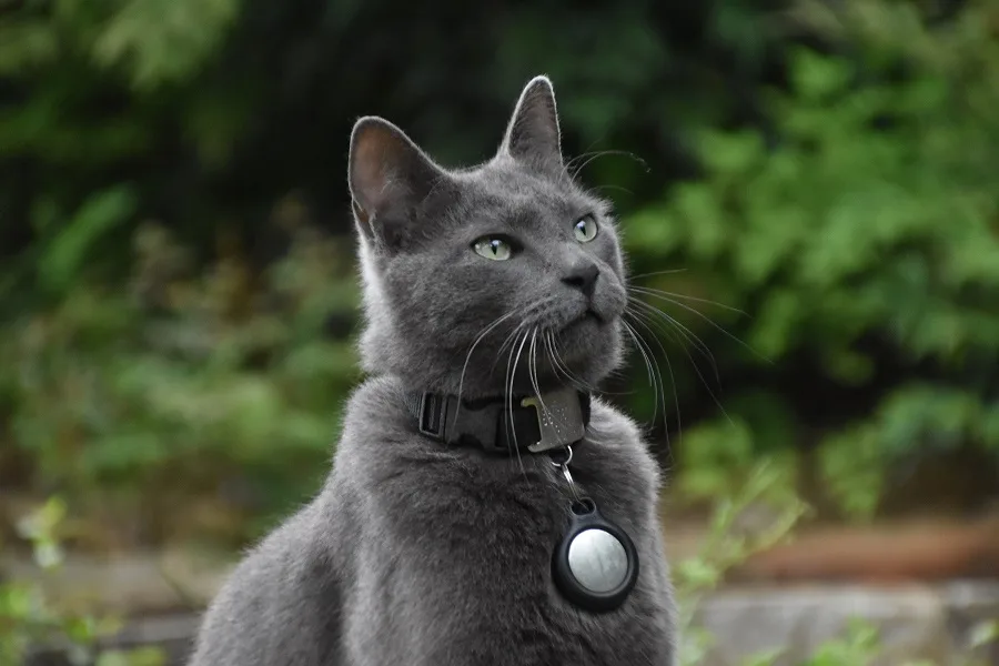 Russian Blue : Cutest Cat in the World