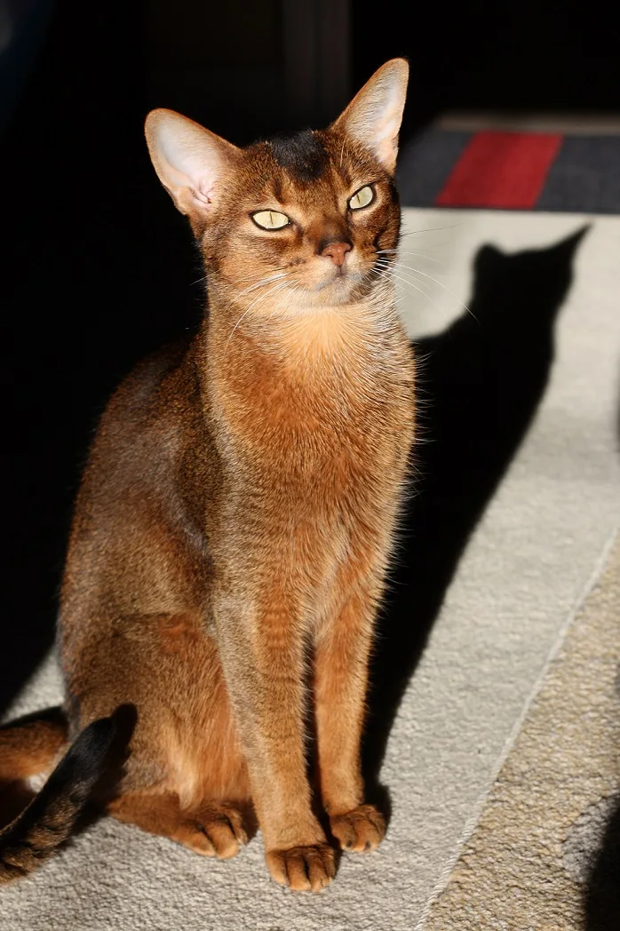 Abyssinian: Cutest Cat in the World