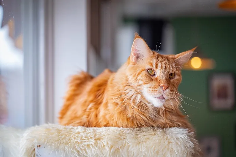 Maine Coon: Cutest cat