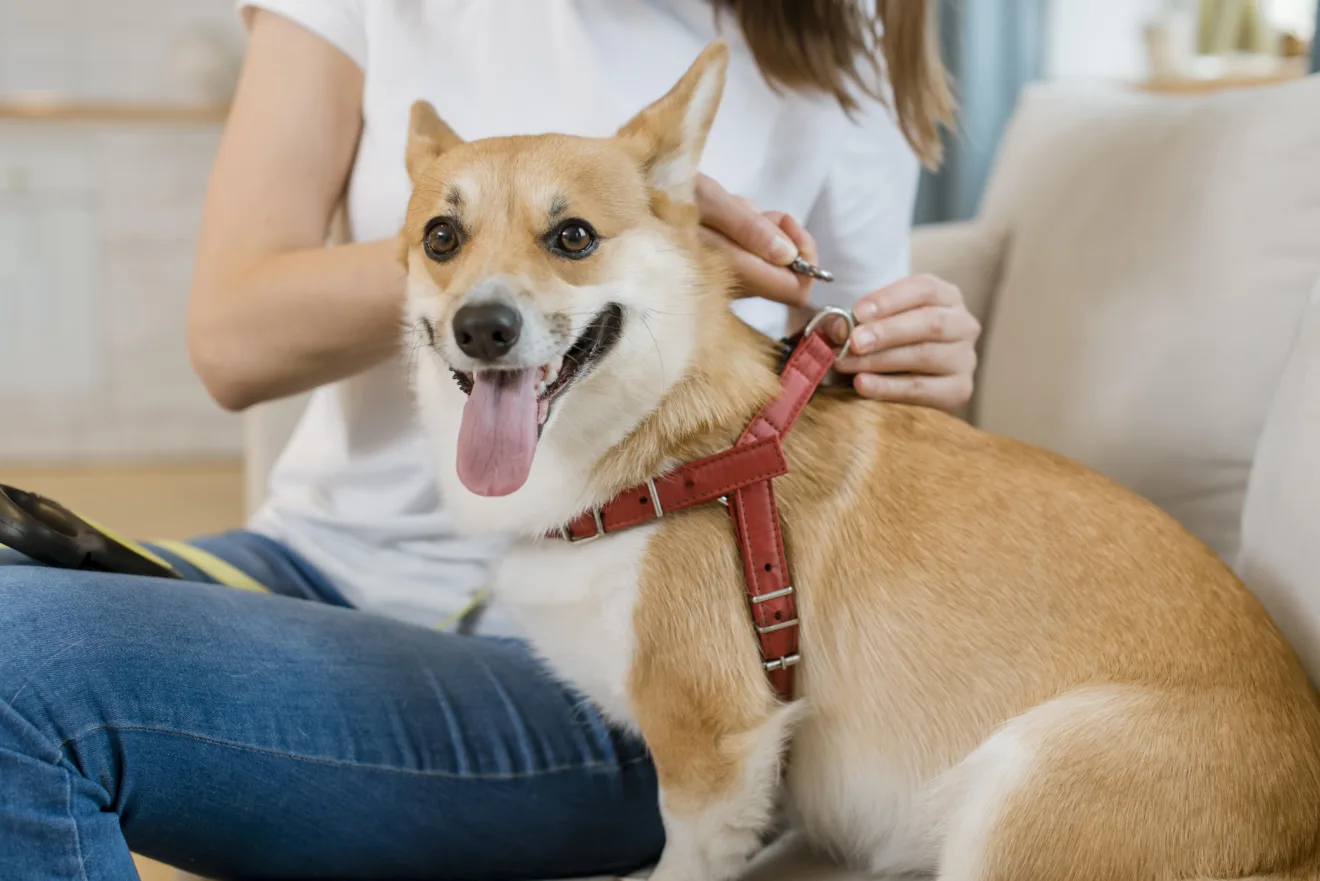 A Well Groomed Dog Using Pet Hair Remover Tool