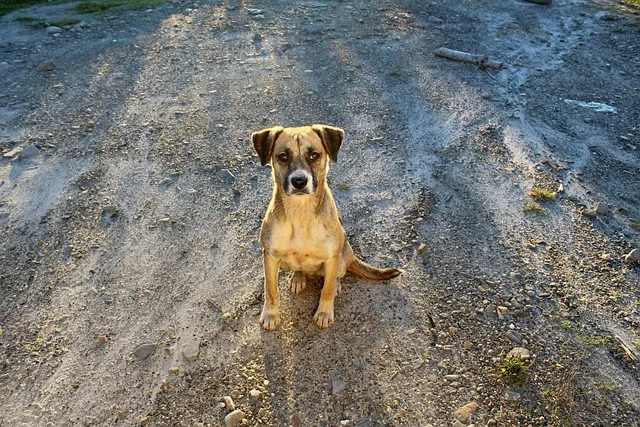 Benefits of Adopting a Dog: A dog standing and looking towards the owner