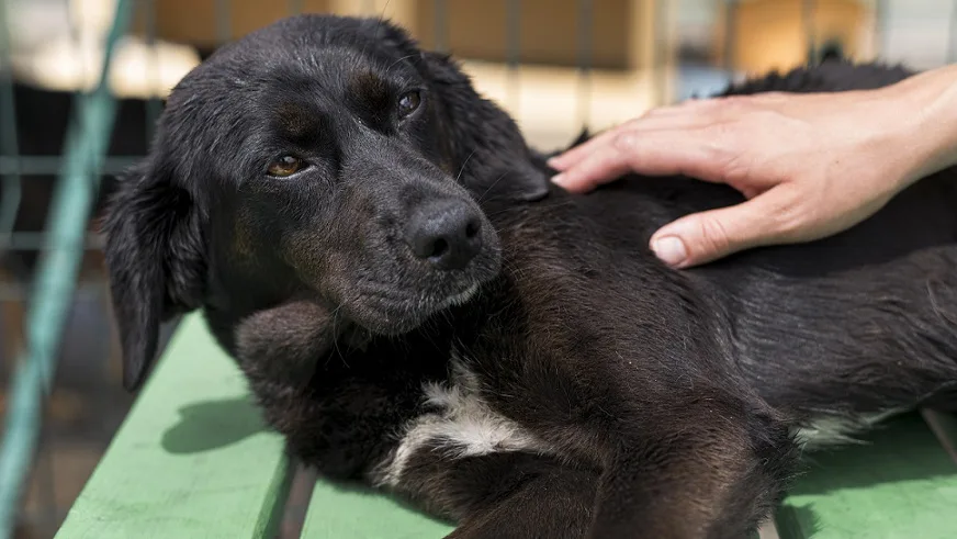 A black dog in pain looking towards the owner for help