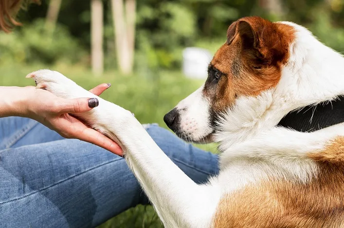 Top 12 Supplements for Dog Allergies 2023: Do they Worth it?