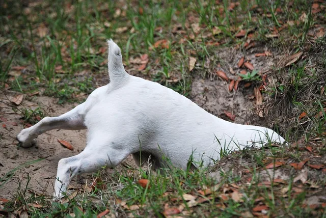 How to Get Your Dog to Stop Digging: A white dog is digging a hole