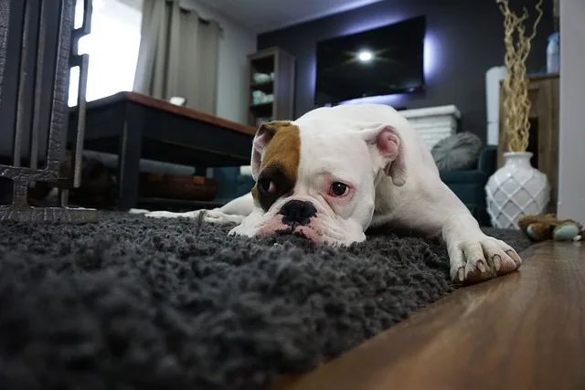 A bulldog lying on the carpet feeling sad about the poop issue