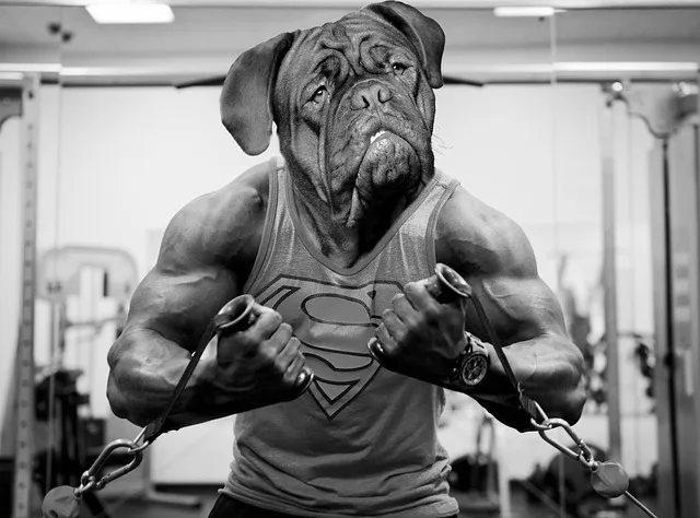A bulldog doing full bodybuilding to build strength