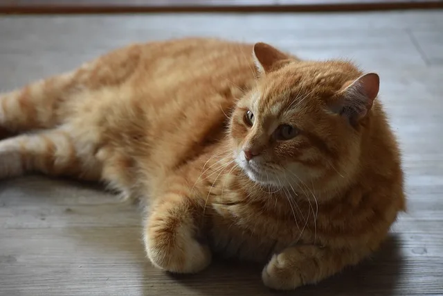 A fat orange cat lying on the floor waiting for cuddling