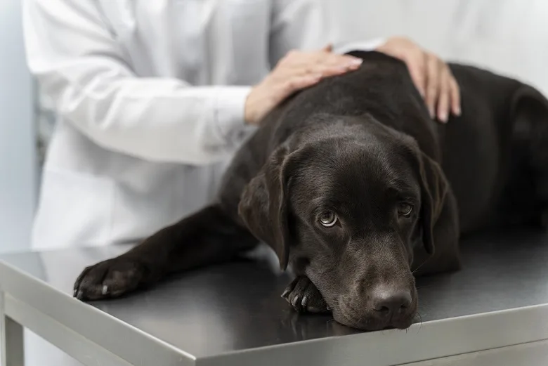 A black labrador lying on a table for a veterinarian's help