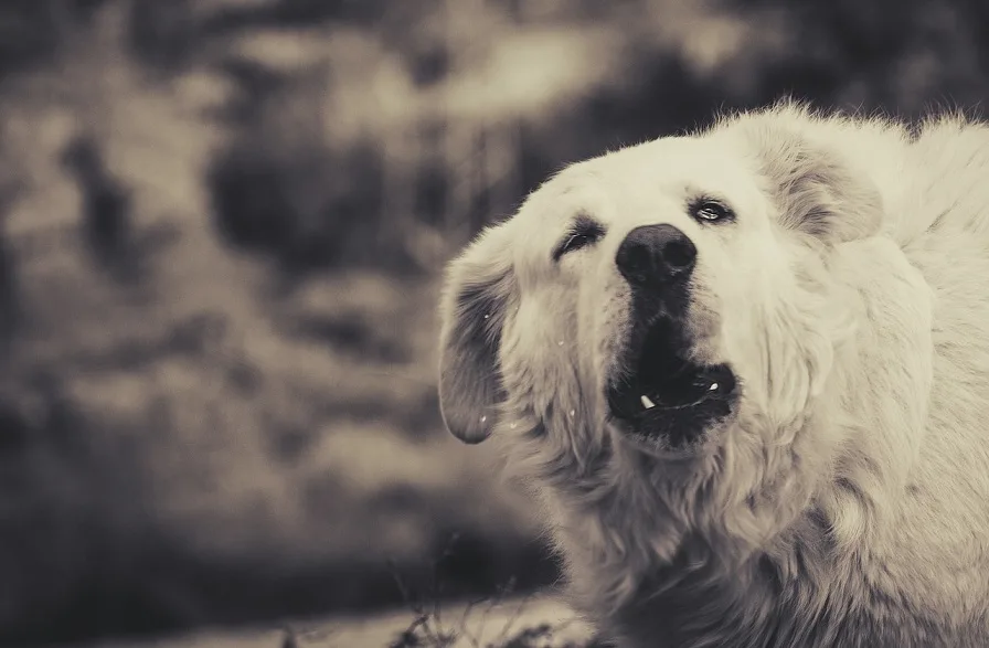 Dog Separation Anxiety Symptoms: Howling or Barking Excessively
