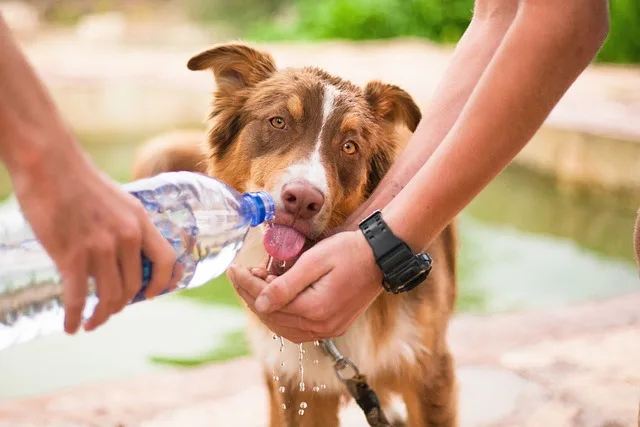 Two persons trying to offer water to a stray dog