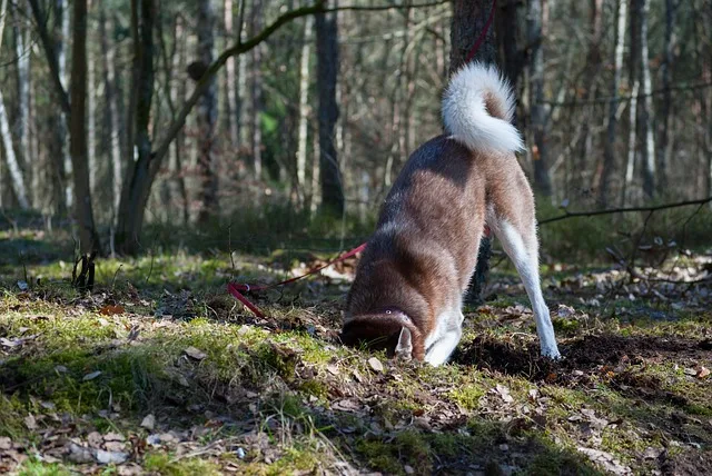 A large dog is digging a gole in the forest