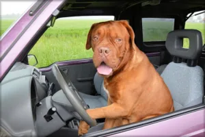 How to Get Dog Hair Out of Your Car: 10 Most Effective Ways
