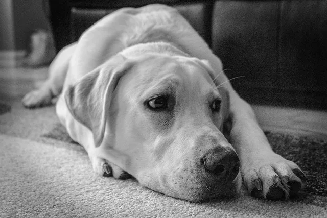 A labrador lying on the carpet feeling confused