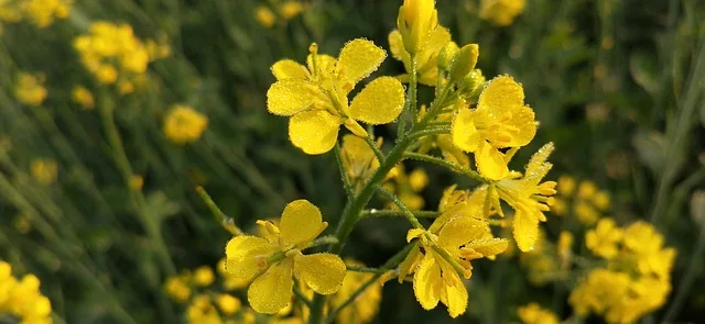 How to Make My Dog Vomit Without Hydrogen Peroxide: Mustard solution