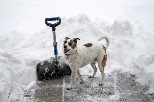 A dog is standing in the snow with a digging tool