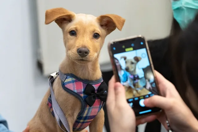 An owner taking a photo of her dog