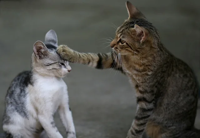 Two cats understand the behavior of each other through touch