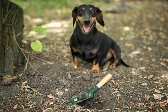 A dog is standing in front of a digging spot