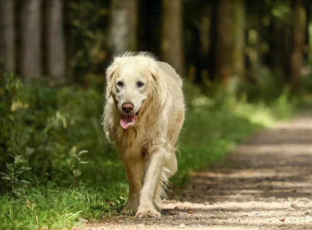 A golden retriever dog with excessive panting on a hot day