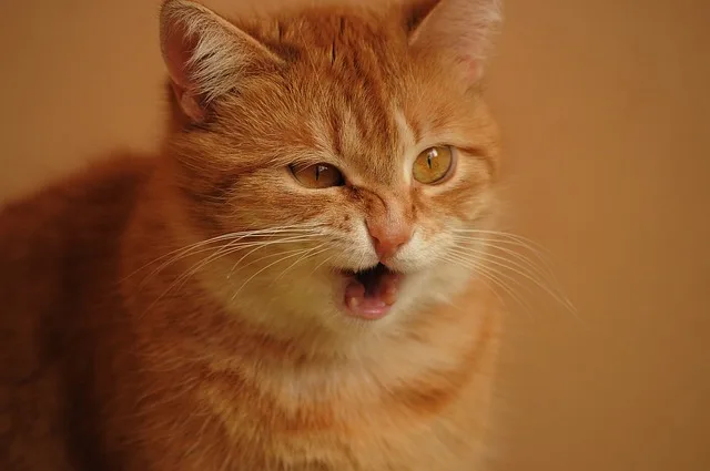 Red cat sneezing and feeling irritated due to allergies