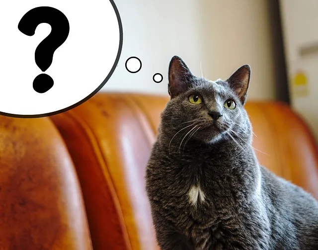 A question bubble popped above the mind of a dark gray cat