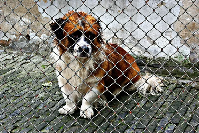 A depressed dog behind cage thinking about panting issue
