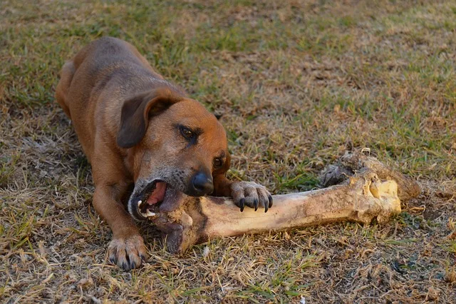 A dog tries to eat gross things such as bones and poop
