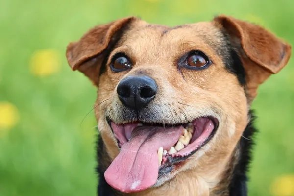 Excessive dog panting may be an important issue to address to prevent certain health concerns