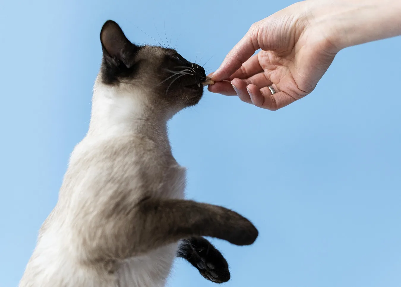 A Siamese cat is taking pills as medicine by the owner
