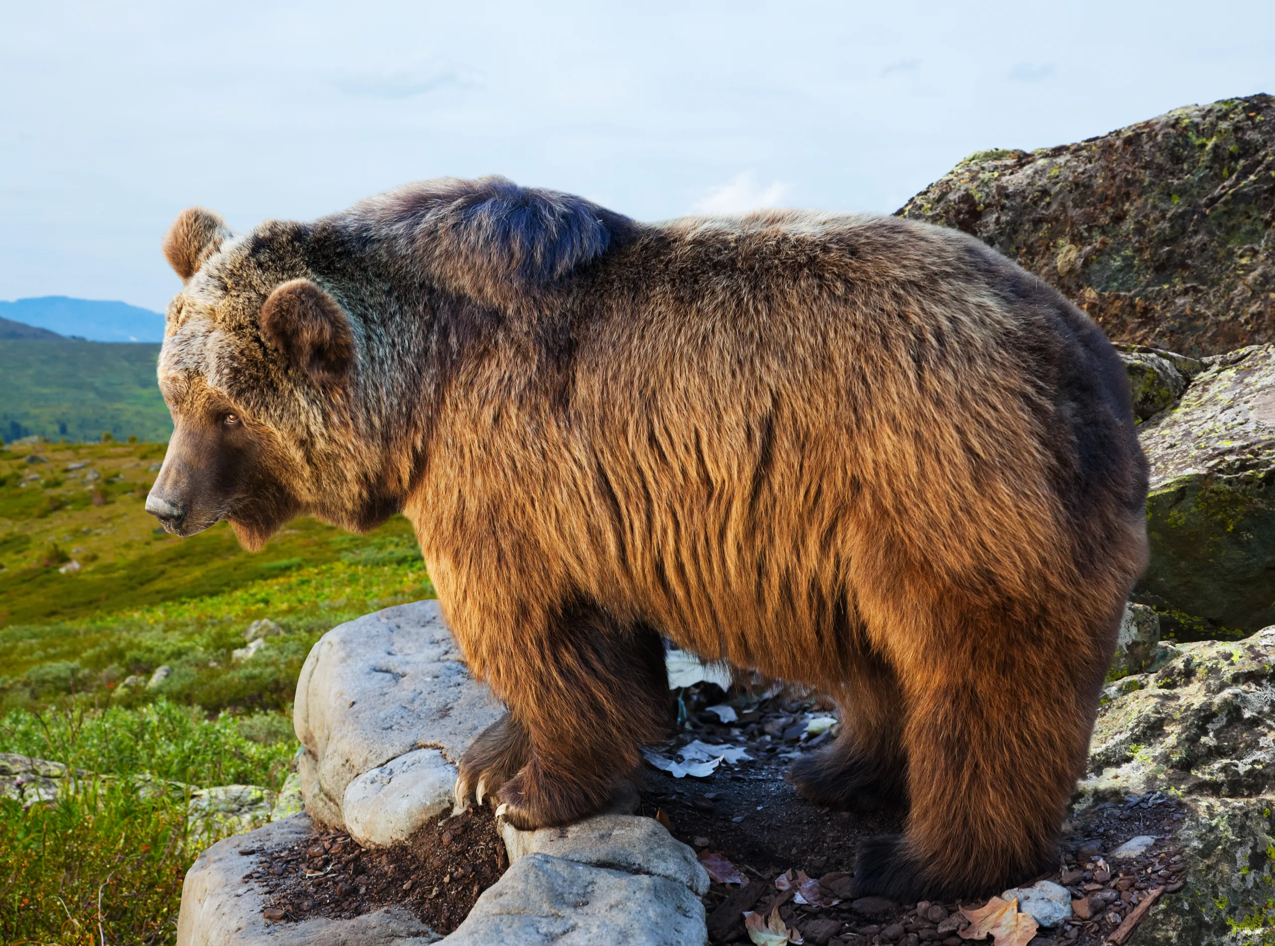 A brown bear standing on the rock in the wild