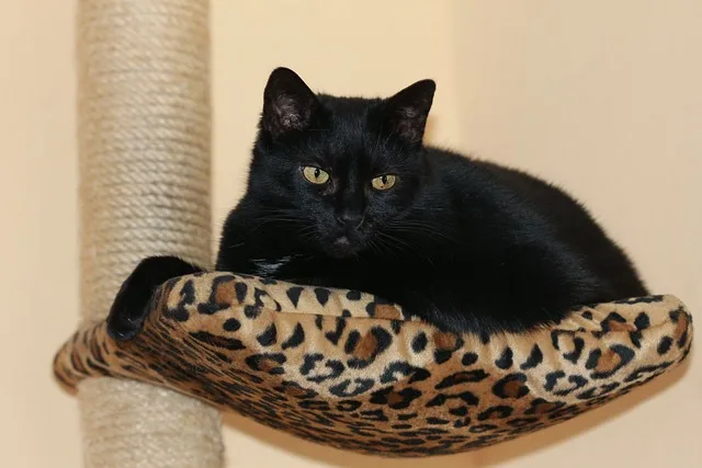 A black cat feeling safe in a vertical space