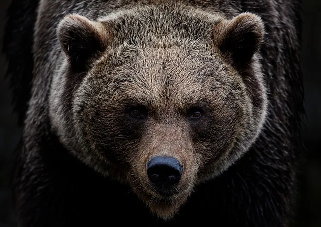 A brown bear with an angry look standing in front of you