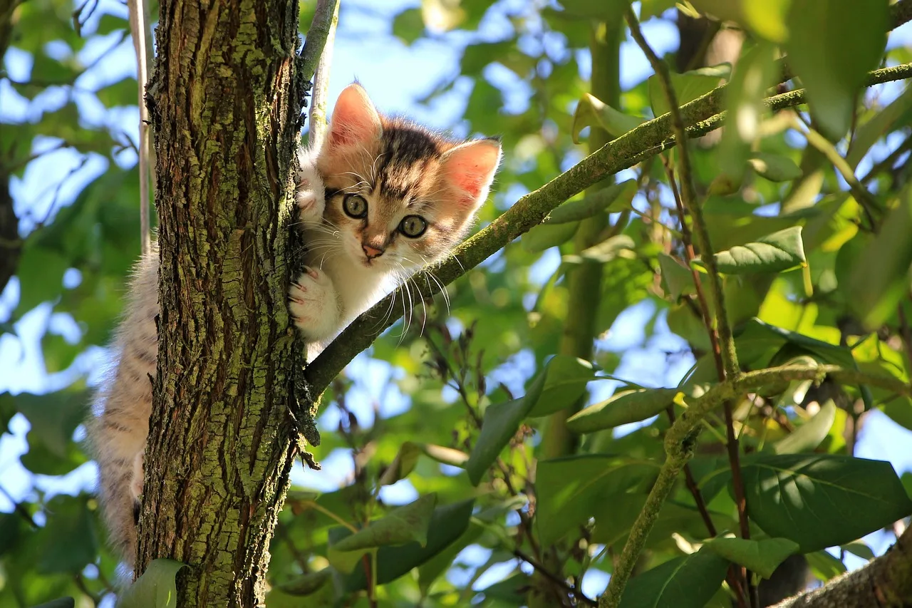 A small kitty on a tree is looking for help