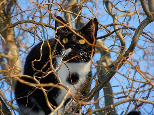 A black and white cat feeling uneasy on a tree