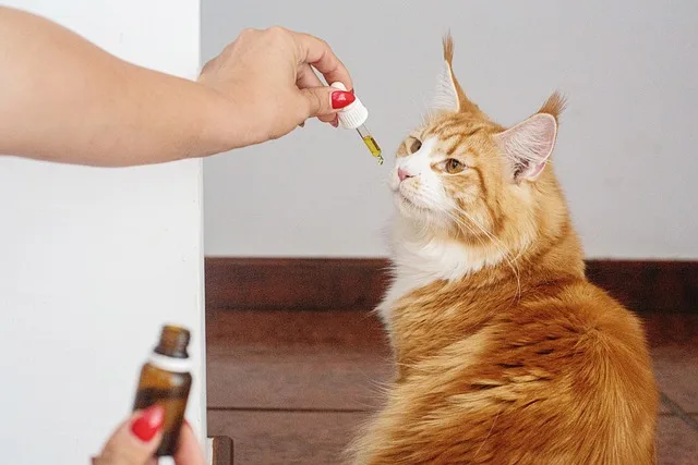How to Give a Cat Liquid Medicine
