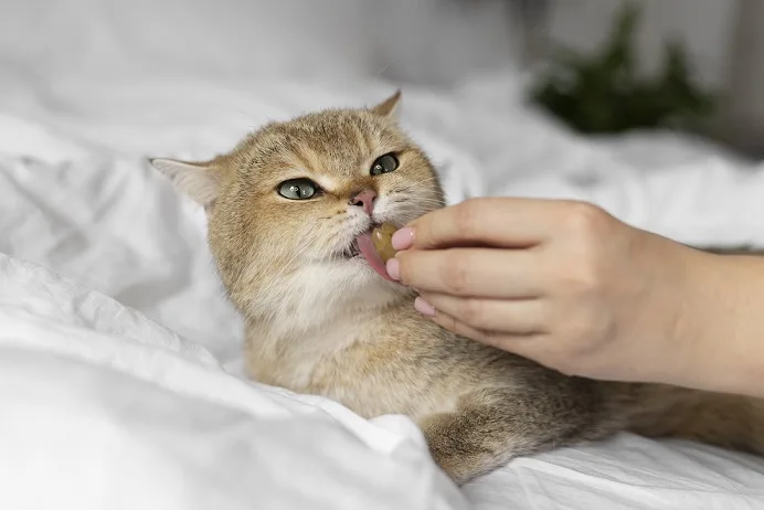 A cat is licking fruit in curiosity at the hand of the owner