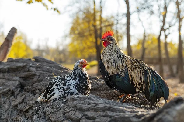 A rooster family with strong yearning for independence and desire to live life freely
