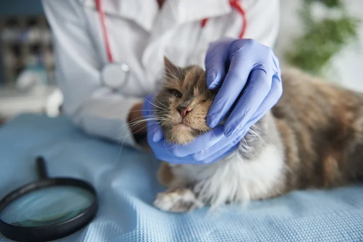 A vet is trying to open a cat's mouth to give a pill as medicine