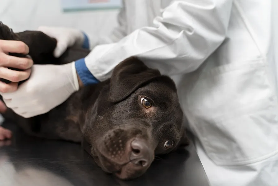 A Veterinarian doing a full examination of a brown dog
