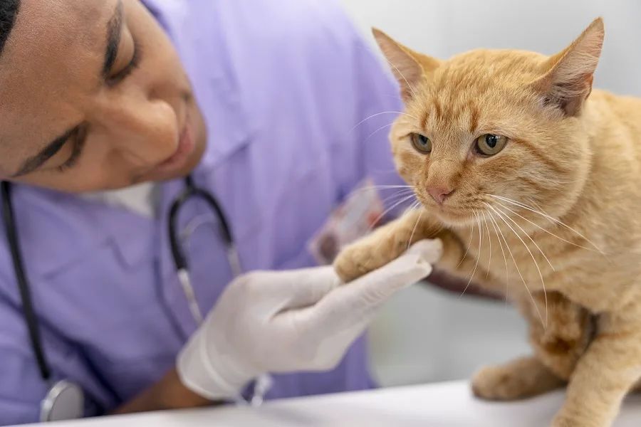 A vet examining the overall health of an orange cat